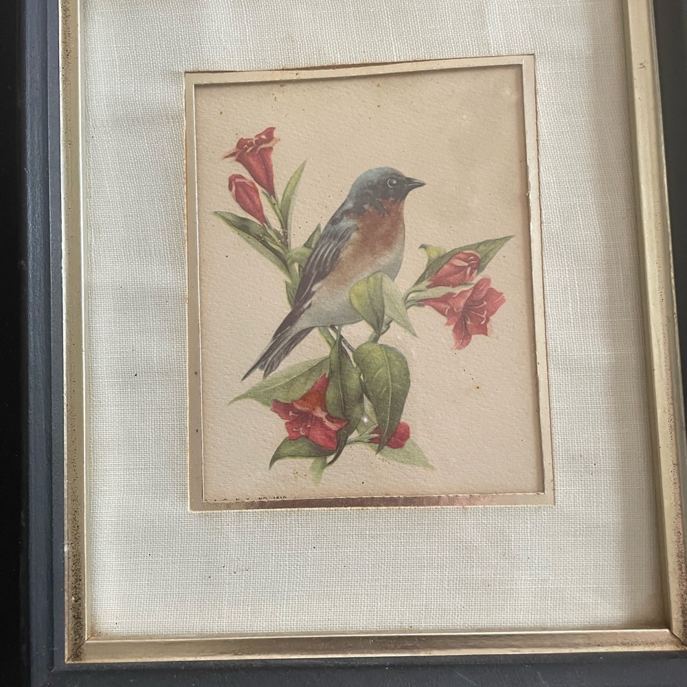 Set of three vintage bird prints